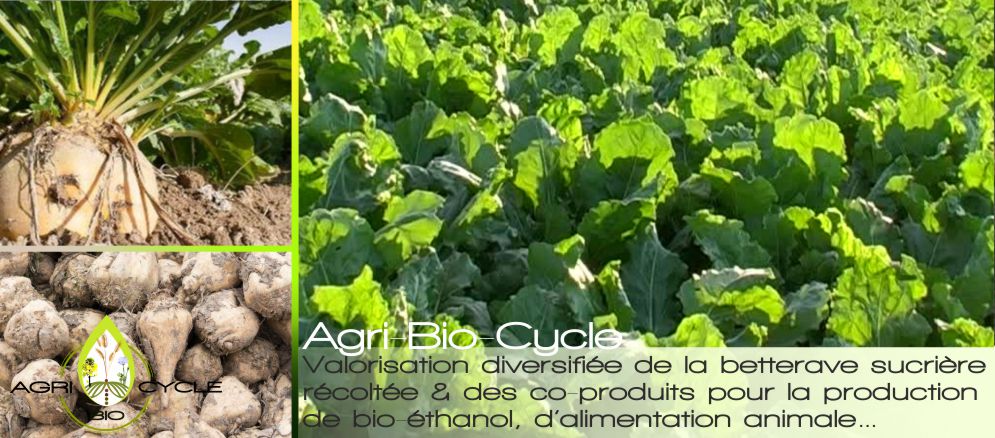 Agri Bio cycle à etreville valorise la betterave sucrière pour la production de bio éthanol