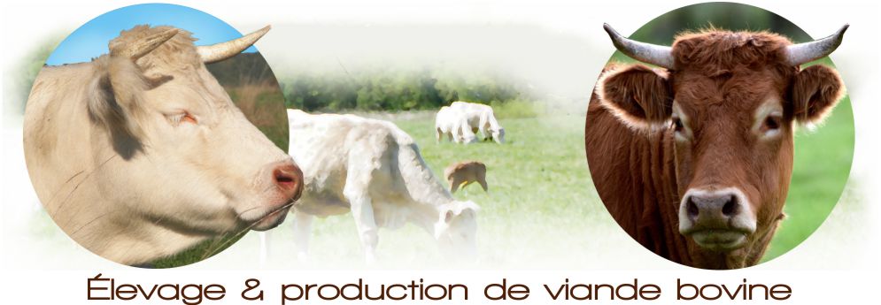 élevage et production de viande bovine chez Agri bio cycle